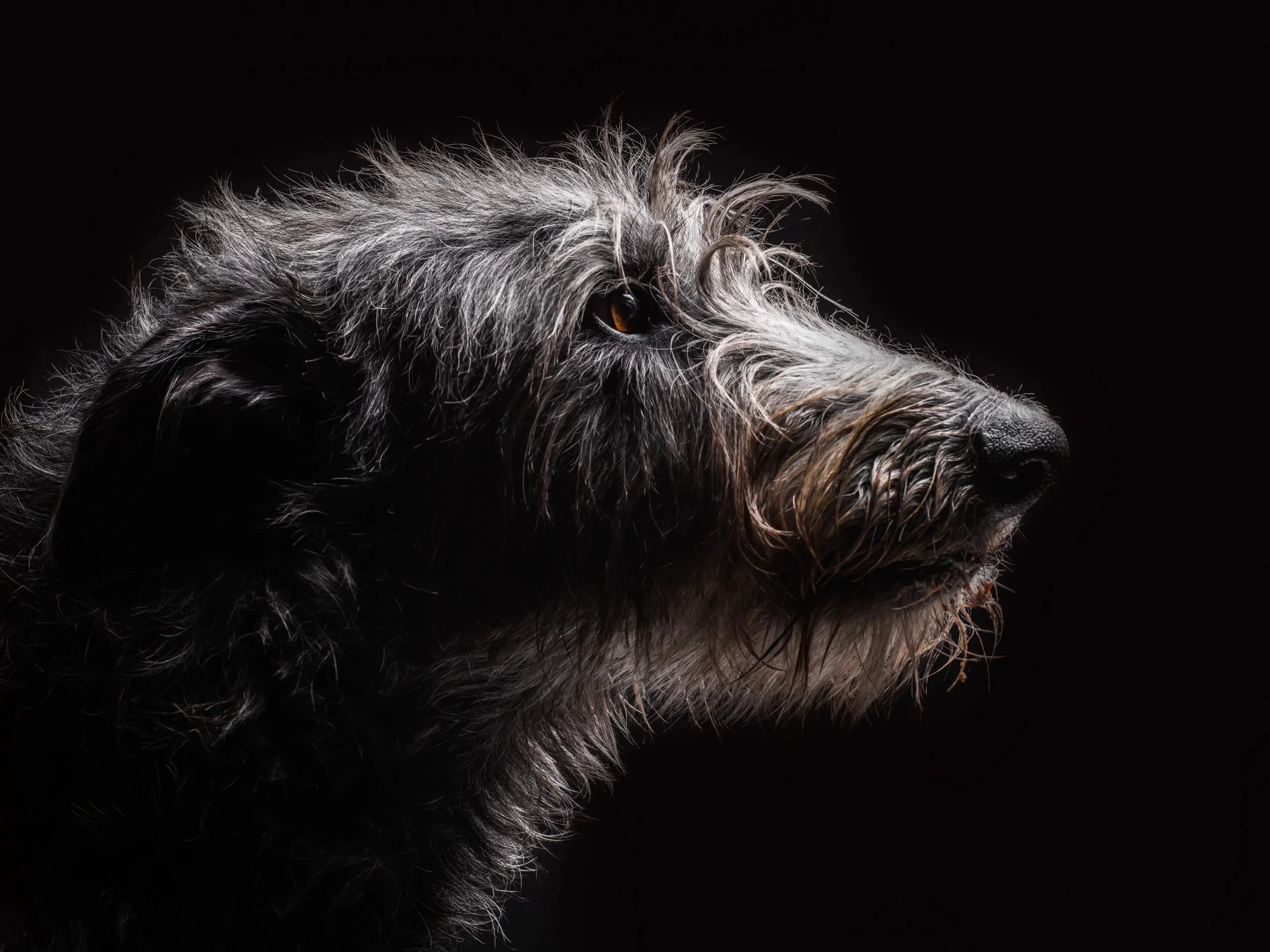 Soulful profile of an Irish Wolfhound.